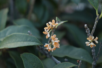 Osmanthus Fragrans Winter Blossoms