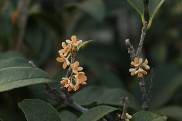 Osmanthus Fragrans Winter Blossoms
