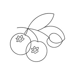 Simple line drawing of fresh blueberries on a stem