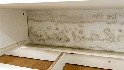 Large patches of green mold on the inside wall of a white cabinet, caused by high humidity and poor ventilation. © Lisi4ka