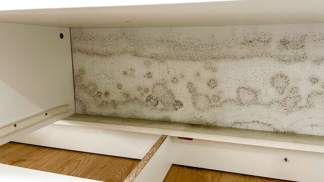Large patches of green mold on the inside wall of a white cabinet, caused by high humidity and poor ventilation.
