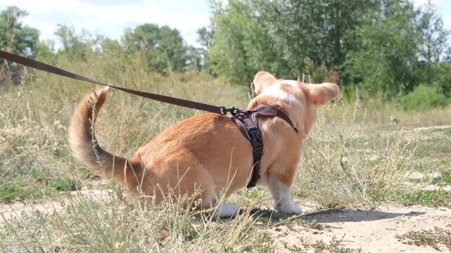 cori sniffing something in grass