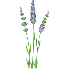Naklejka premium Purple Lavender Flowers with Green Stems and Leaves on Transparent Background Detailed Botanical Illustration