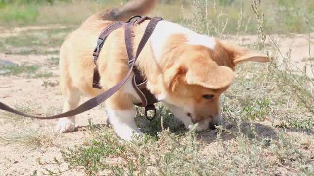 cori sniffing something in grass