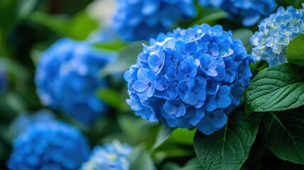A vibrant blue hydrangea flower with green leaves in a garden setting.