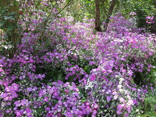 Obraz premium Purple Primrose Flowers Blooming in Sunlit Woodland