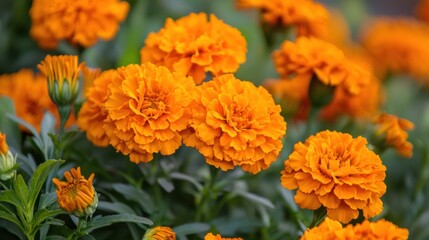 A vibrant display of orange marigold flowers in a garden setting.