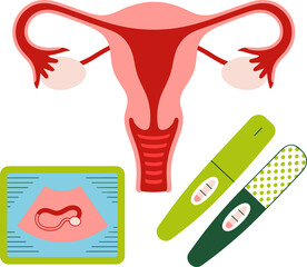 Female reproductive system with pregnancy tests and ultrasound scan