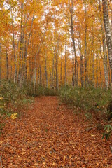 秋の紅葉した森