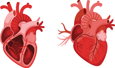 Human heart anatomy comparison showing internal cross-section and external structure for medical, educational, and cardiovascular physiology illustration purposes