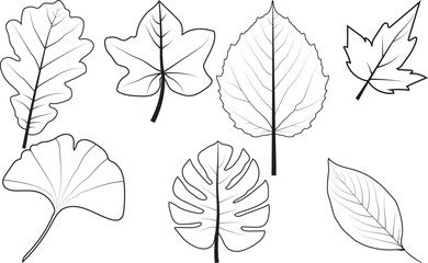 Obraz premium set of leaves vector