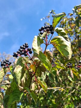 cornus sanguinea or the common dogwood or blody dogwood