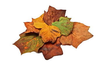 Quelques feuille de l automne