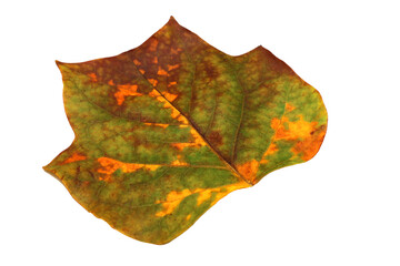 feuille de l automne