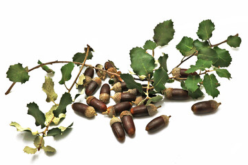 Quelques feuilles de noyer et des glands