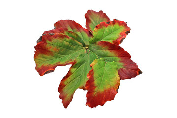 Chute des feuilles à l automne