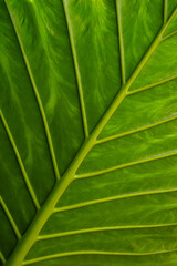 Close-up view of a vibrant green leaf showcasing detailed veins and textures in midday sunlight