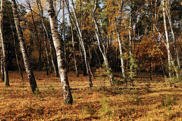 Autumn birch forest with golden leaves and warm sunlight