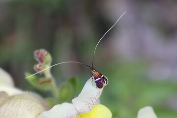 M&auml;nnchen der Gelbband-Langhornmotte auf einer Bl&uuml;te