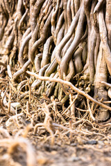 Roots intertwine in a natural landscape showcasing intricate patterns and textures on the forest floor during daylight