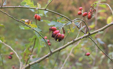 Close-up of wild rosehip berries growing on thorny branches in autumn forest with natural blurred green background