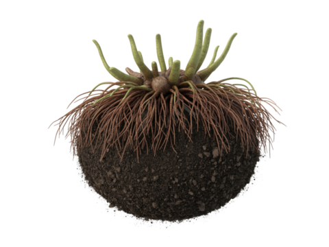 An isolated fern root rhizome with intricate hair like roots and emerging green shoots transparent background