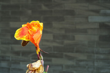 Urban Ember: Speckled Bloom Against the Brick