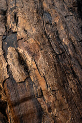 The rough texture of tree bark reveals intricate patterns and colors, highlighting its organic beauty