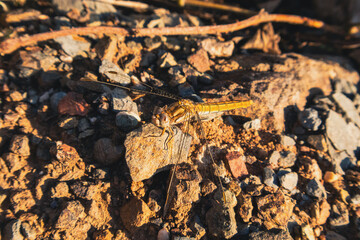 Golden dragonfly resting on rocky ground in warm sunlight. Macro shot of a golden dragonfly on rocky soil in sunlight. Wildlife insect macro photography with detailed wings and texture.
