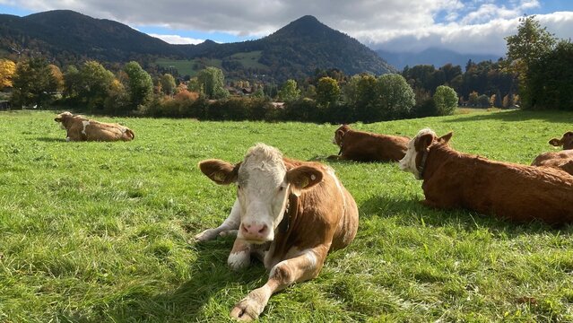 Bayerische Kuh vor den Bergen bei Schliersee in Bayern Deutschland