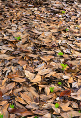 Brown dried leaves cover the ground with small green plants peeking through in a quiet forest at autumn's end