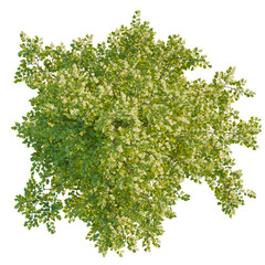 Fototapeta premium Alnus cremastogyne tree plan, top view, cutout, transparent background, isolate, Lush ginkgo tree foliage from above for garden design or landscaping plans