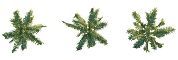 Naklejka premium Archontophoenix cunninghamiana tree plan, top view, cutout, transparent background, isolate, Three vibrant palm trees provide a tropical, exotic, sunny island vibe