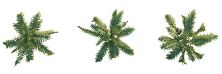 Archontophoenix cunninghamiana tree plan, top view, cutout, transparent background, isolate, Three vibrant palm trees provide a tropical, exotic, sunny island vibe