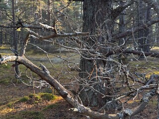 dead tree in the forest