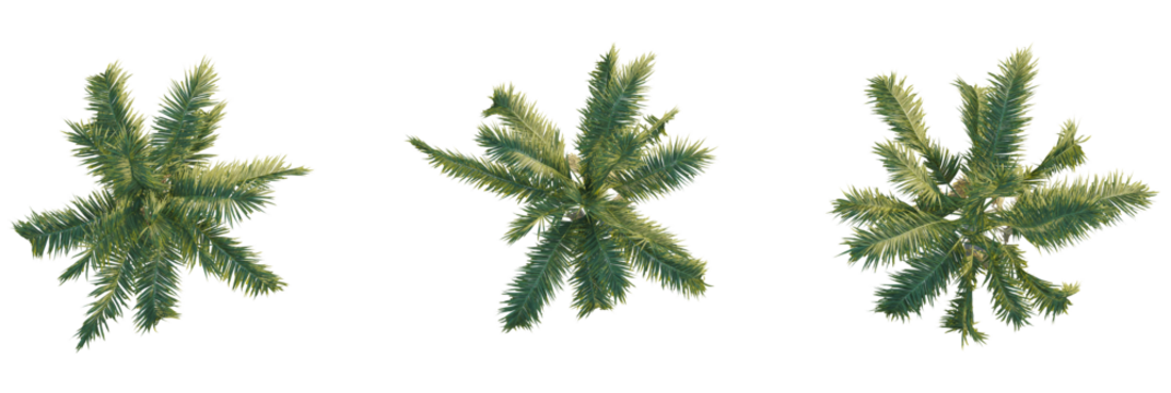 Archontophoenix cunninghamiana tree plan, top view, cutout, transparent background, isolate, Three vibrant palm trees provide a tropical, exotic, sunny island vibe