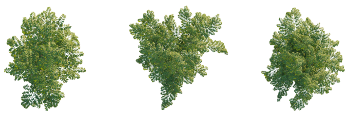 Caryota mitis tree plan, top view, cutout, transparent background, isolate, Three lush green trees perfect for enhancing architectural visualizations