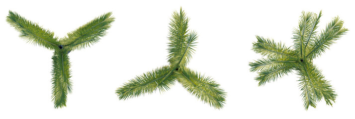 Dypsis decaryi tree plan, top view, cutout, transparent background, isolate, Exotic palm trees from...