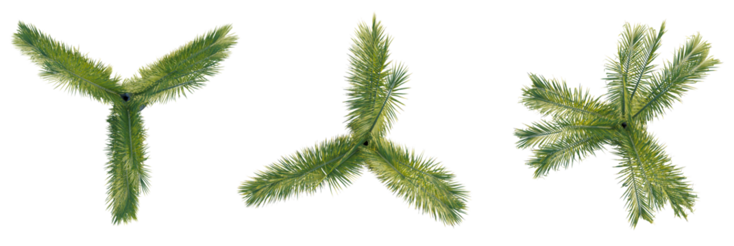 Dypsis decaryi tree plan, top view, cutout, transparent background, isolate, Exotic palm trees from above offer tropical paradise garden inspiration - Powered by Adobe