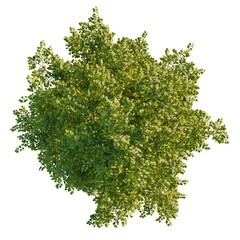 Alnus cremastogyne tree plan, top view, cutout, transparent background, isolate, Lush Ginkgo tree...