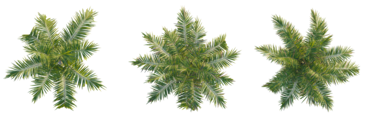Ravenea rivularis tree plan, top view, cutout, transparent background, isolate, Lush tropical palm trees overhead view for design projects and landscaping