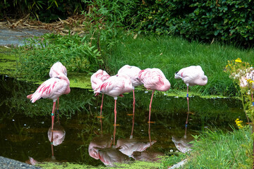 Flamingos stand in a pond. Photographed at Leeuwarden Zoo, Netherlands.