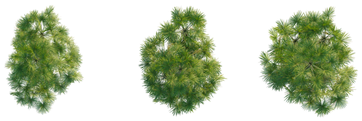Acoelorrhaphe wrightii tree plan, top view, cutout, transparent background, isolate, Aerial view of three vibrant green trees for landscape architecture visuals