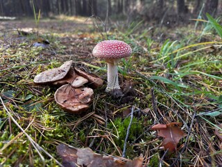 mushroom in the forest