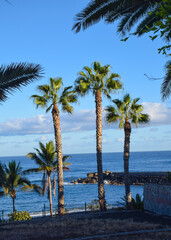 Exotic Palm Trees by the Ocean, Tenerife Island