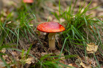 Poisonous Amanita muscaria mushroom bright red-orange with white spotted cap. Green forest grass. Natural autumn habitat. Detailed close up. Fairytale mysterious naturalistic atmosphere.