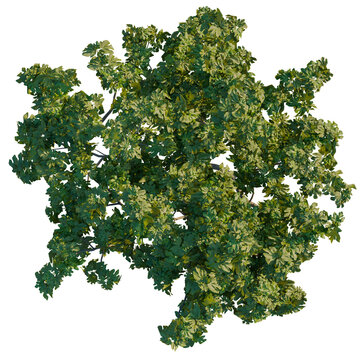 Ficus carica tree plan, top view, cutout, transparent background, isolate, Lush green tree canopy with transparent background for creative design use