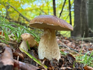 Fototapeta premium Beautiful wild cep mushroom growing in forest environment with sunlight filtering through the trees. Wild Boletus edulis mushroom in a sunlit forest with lush greenery, displaying nature s beauty dur