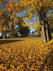  Panorama of a sunny day, wide banner, panoramic view. travel vintage perspective outside shine photo warm illuminated central forrest shade country footpath september branch destination peaceful alle