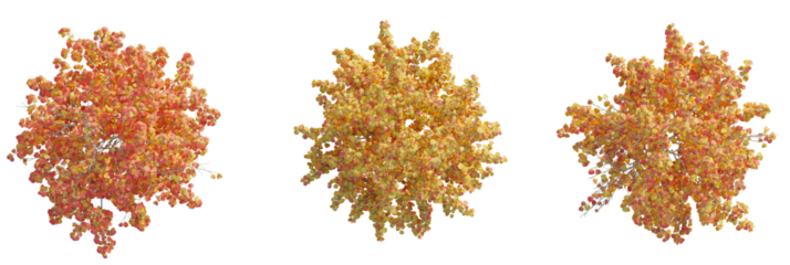 Fothergilla gardenii tree plan, top view, cutout, transparent background, isolate, Stunning autumn trees with vibrant foliage for landscape design projects